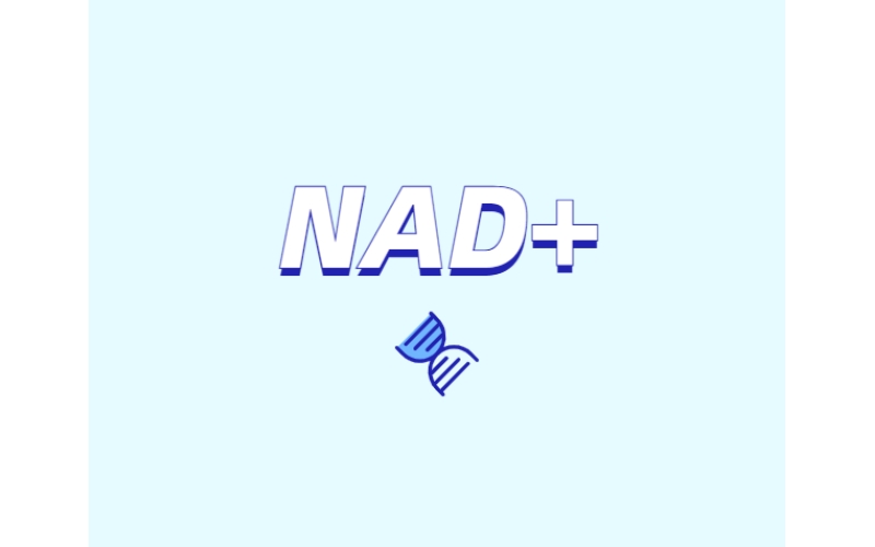 NAD與NMN的全新概念？